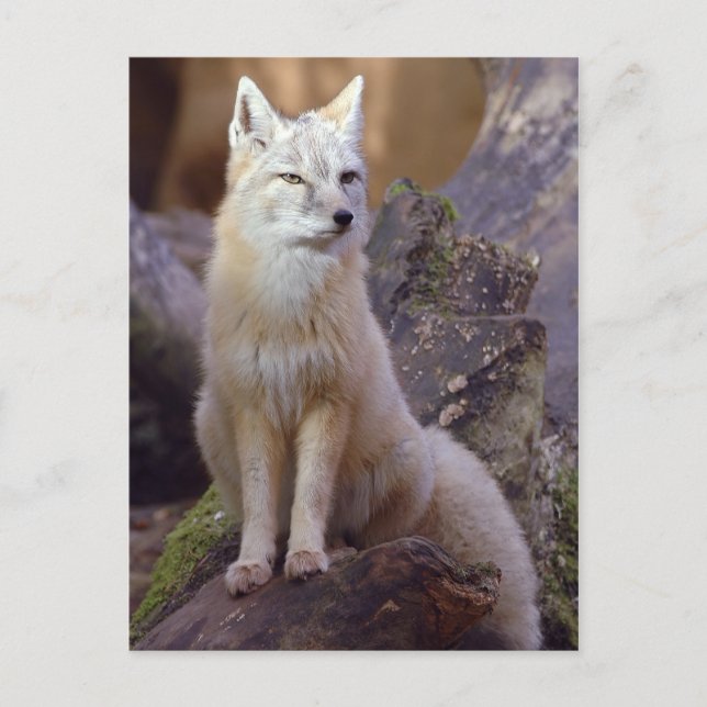 Corsac Fox Postcard (Front)