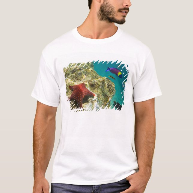 Cortez Rainbow Wrasse male and female and sea T-Shirt (Front)