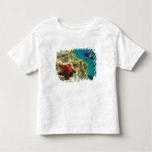 Cortez Rainbow Wrasse male and female and sea Toddler T-Shirt
