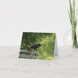 Corvus brachyrhynchos, American Crow Card