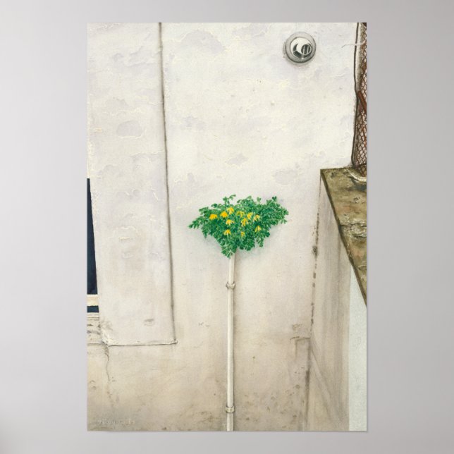 Corydalis lutea poster (Front)