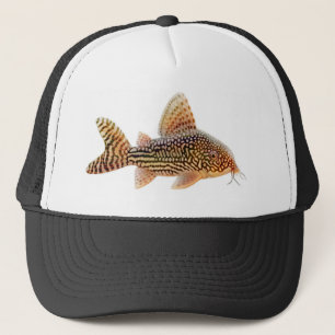 Corydoras Sterbai Catfish Hat