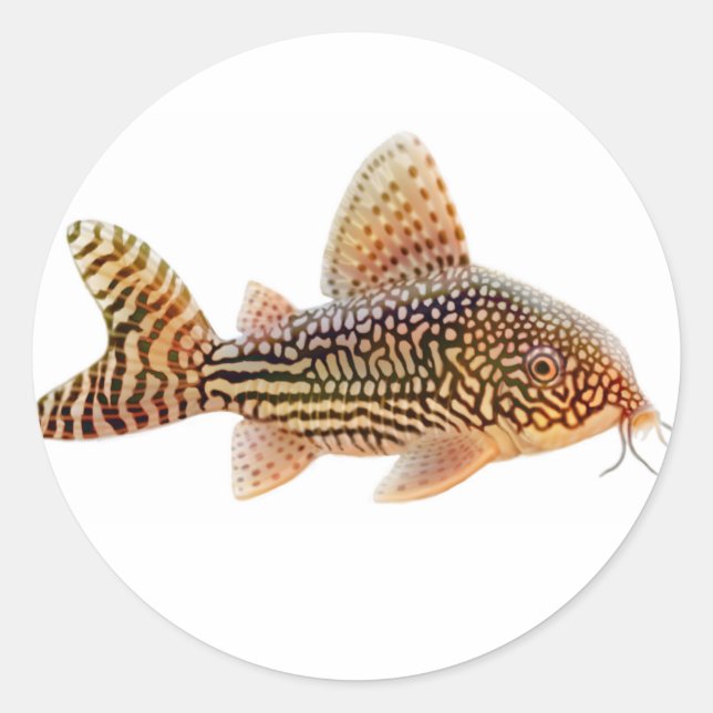 Corydoras Sterbai Catfish Sticker (Front)