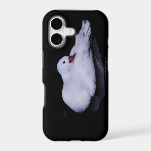 Coscoroba Swan P3442