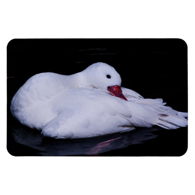 Coscoroba Swan P3442 Magnet (Horizontal)
