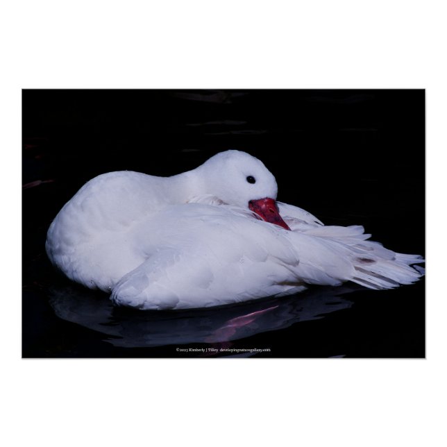Coscoroba Swan P3442 Poster (Front)