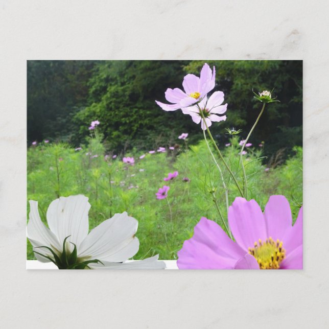 Cosmea, Wild Flowers Field DIY Postcard (Front)