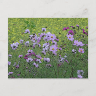 Cosmea Wild Flowers & Rapeseed Field DIY Postcard
