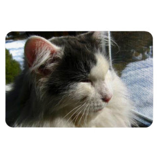 Cosmo 4 X 6 Custom photo magnet