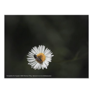Cosmopolitan Bee Photo Print