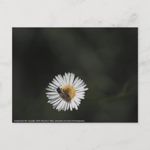 Cosmopolitan Bee Postcard