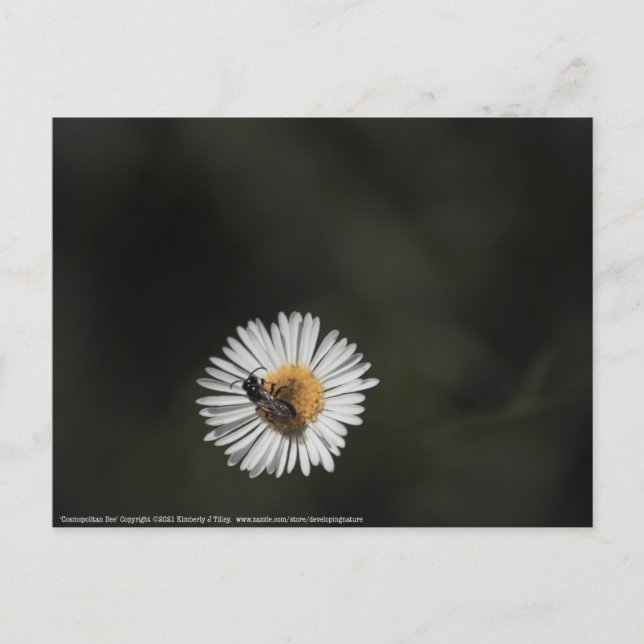 Cosmopolitan Bee Postcard (Front)