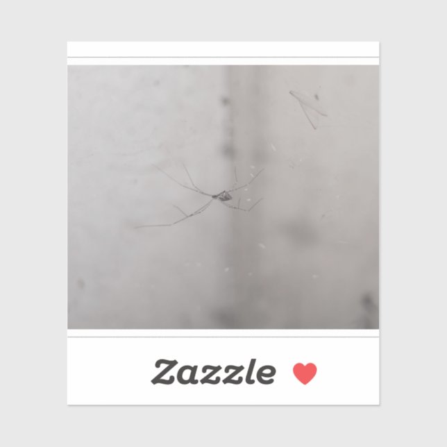 cosmopolitan cellar spider (Sheet)