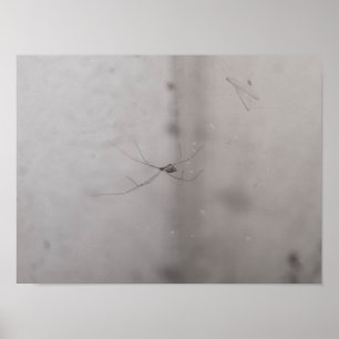 cosmopolitan cellar spider poster