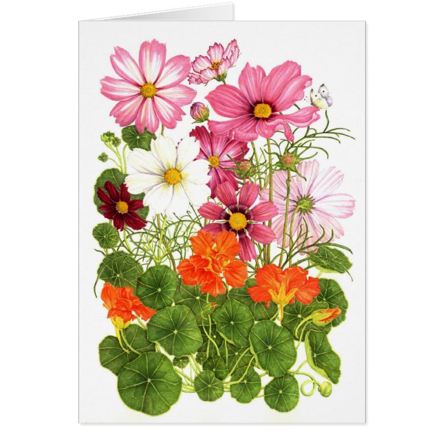 Cosmos and Nasturtiums (Front)