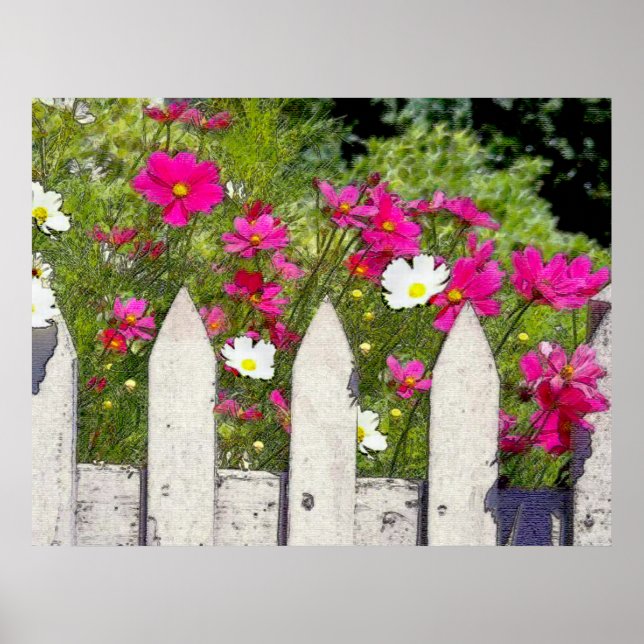 Cosmos and Picket Fence Poster (Front)