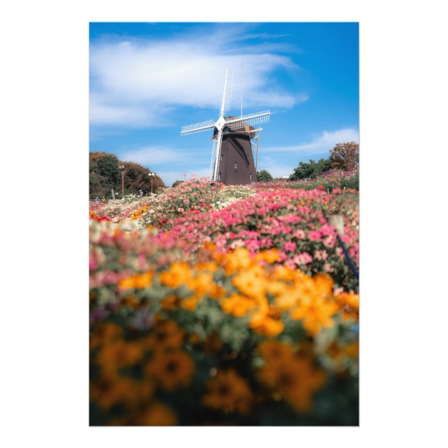 Cosmos and windmills photo print (Front)