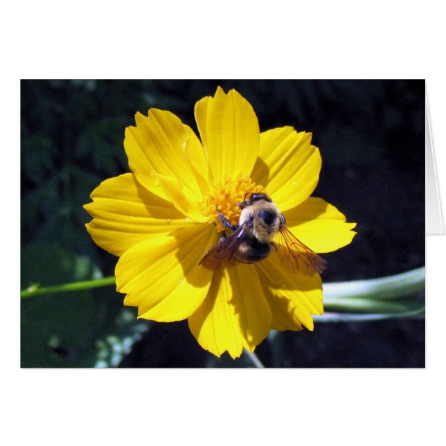 Cosmos Attracts Bumblebee (Front Horizontal)