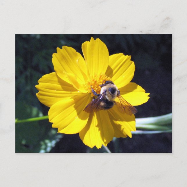 Cosmos Attracts Bumblebee Postcard (Front)
