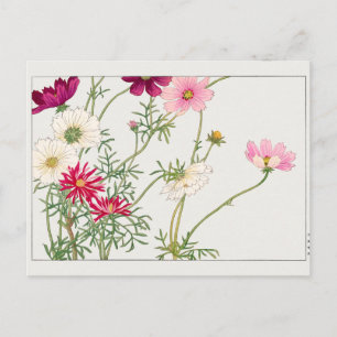 Cosmos by Tanigami Konan Postcard