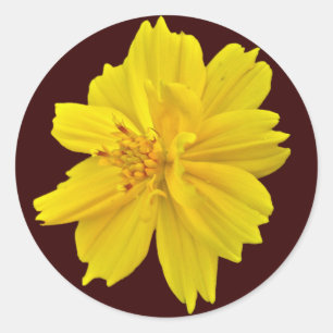 Cosmos (Cosmos sulphureus) Flowers Classic Round Sticker