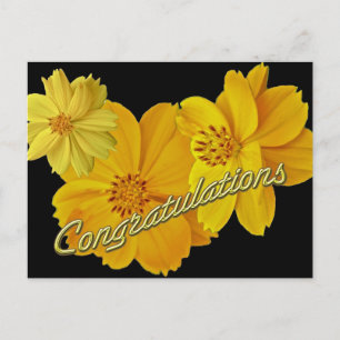 Cosmos (Cosmos sulphureus) Flowers Congratulations Postcard