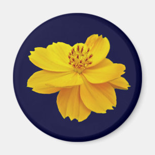Cosmos (Cosmos sulphureus) Flowers Magnet