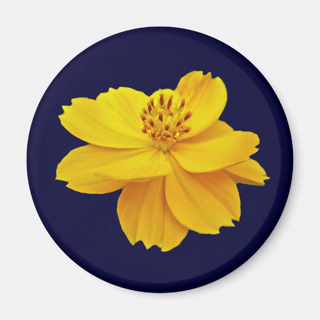 Cosmos (Cosmos sulphureus) Flowers Magnet (Front)