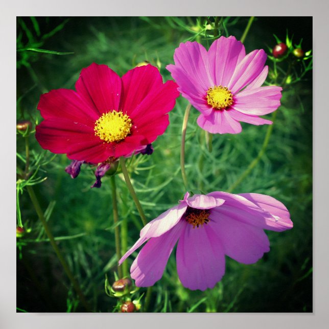Cosmos Daisy Flower Trio  Poster (Front)