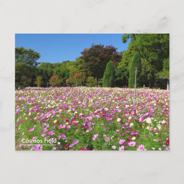Cosmos Field：Postcard Postcard (Front)