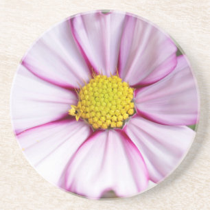 Cosmos Flower (bidens formosa) Coaster