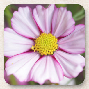Cosmos Flower (bidens formosa) Coaster