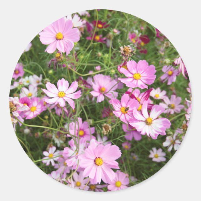 Cosmos Flower (Bidens Formosa). Kirkwood Classic Round Sticker (Front)