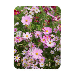 Cosmos Flower (Bidens Formosa). Kirkwood Magnet