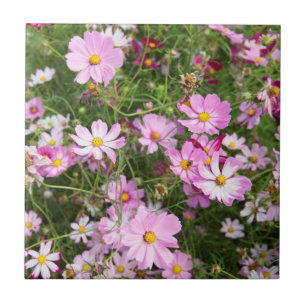 Cosmos Flower (Bidens Formosa). Kirkwood Tile