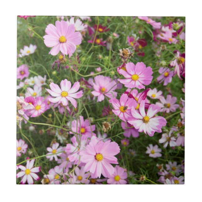 Cosmos Flower (Bidens Formosa). Kirkwood Tile (Front)