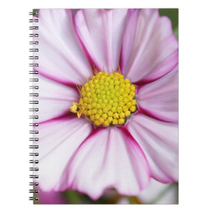 Cosmos Flower (bidens formosa) Notebook