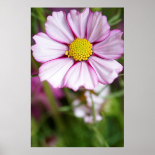 Cosmos Flower (bidens formosa) Poster