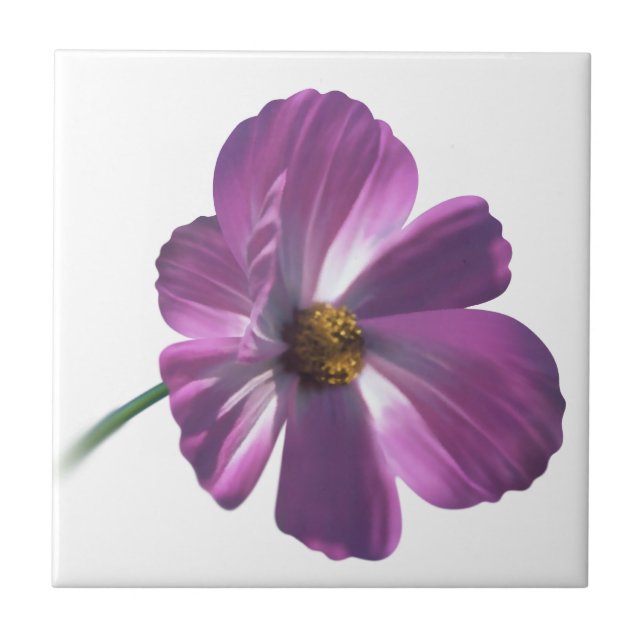 Cosmos Flower Ceramic Tile (Front)
