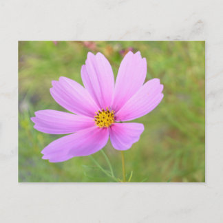 Cosmos Flower Postcard
