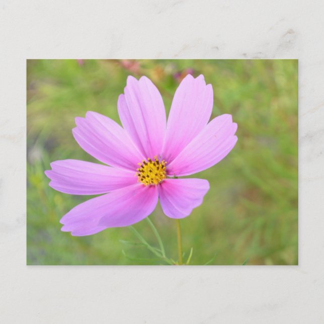 Cosmos Flower Postcard (Front)