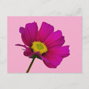 Cosmos Flower Postcard