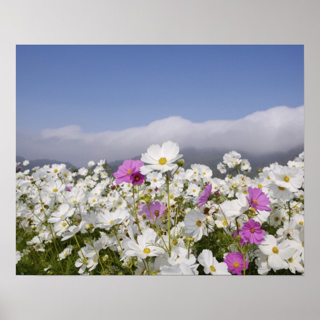 Cosmos Flower Poster (Front)