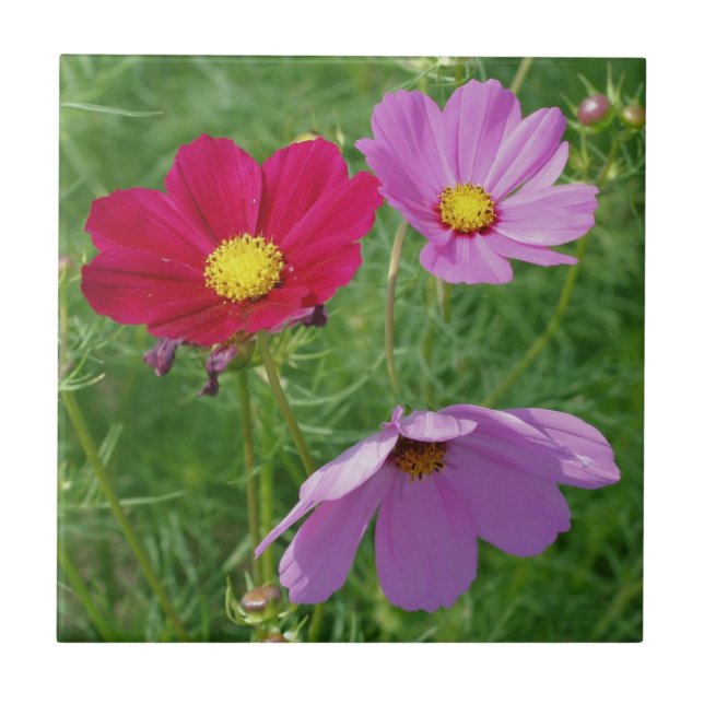 Cosmos Flower Trio Nature Ceramic Tile (Front)