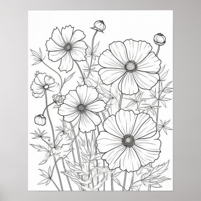 Cosmos Flowers Colouring Poster for Adults (Front)