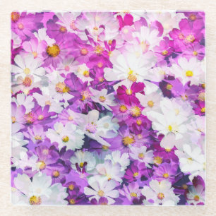 Cosmos flowers: floral pink purple background glass coaster