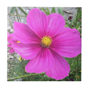 Cosmos flowers in bloom ceramic tile