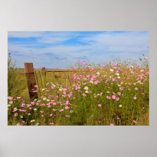 Cosmos Flowers in the field Poster