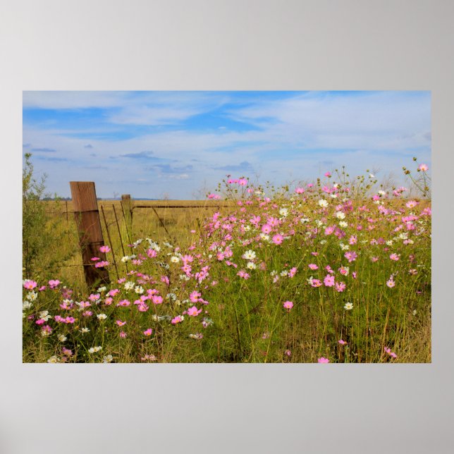 Cosmos Flowers in the field Poster (Front)