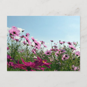 Cosmos Flowers: Japan Postcard